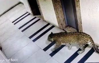 Leopard sighting stir fear among residents in Bengaluru, according to advisories issued to housing associations