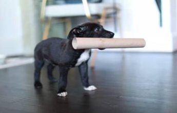 MC-Explains-Can-housing-societies-charge-for-keeping-pet-dogs-inside-residential-projects